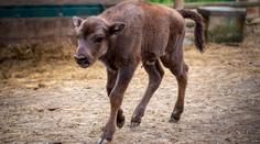 Podvodníci zneužili zubří mládě v zoo. Falešná výhra vás může vyjít draho