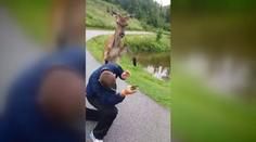 V Tatrách řádil agresivní jelen. Turisty kopal do zadku. VIDEO
