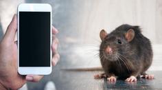 Mobily způsobují rakovinu u potkanů! Mají díky tomu delší život
