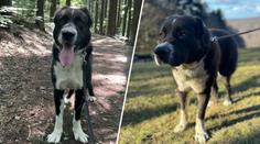 Rodina ze Slovenska je zoufalá. Utekl jí pes až do Česka, bojí se, že ho zastřelí