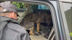 Celníci zadrželi auto s téměř dvěma kily drog. Muž je schovával v trenýrkách