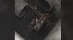 VIDEO: Dojemná záchrana. Muži si všimli zvířete v díře