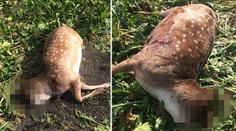 Otřesný nález u hraběte Czernina. Daňkům někdo uřezal hlavy!