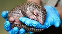 Pražská zoo představila novinky na jaro. Jedním z lákadel je třeba mládě luskouna
