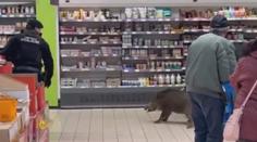 VIDEO: V supermarketu chytali divoké prase. Málem zranilo malé dítě