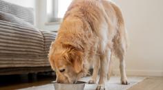 Veterináři varují před krmením pro mazlíčky. Ve zvěřině našli olovo