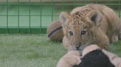 VIDEO: V zoo se narodilo výjimečné zvíře. Má jít o křížence lva a tygra