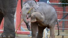 Tragédie v ZOO: Slůně (1) se zabilo během hry s pneumatikou, jeho oblíbenou hračkou!