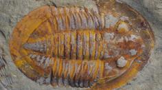Paleontolog: Trilobiti v Česku jsou až 500 milionů let staří. Když se razí metro, najdete jich spoustu