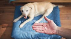 Mazlíčci v ohrožení. Lidé bojují s penězi, chtějí zvířata léčit paracetamolem