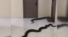 VIDEO: Muž měl problém s hlučným psem souseda. Vypustil mu před byt gigantické plazy