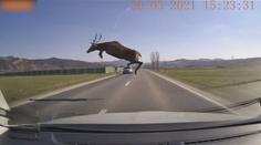 VIDEO: Mrazivé záběry: Chybělo málo a automobil srazil obřího jelena