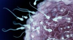 Covid může u mužů způsobit neplodnost, ukazuje izraleská studie