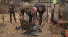 VIDEO: Kate a William si vyzkoušeli stříhání ovcí