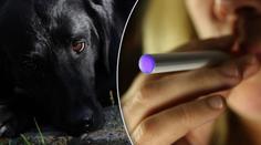 Pes umřel na otravu nikotinem! Zavinila to páníčkova elektronická cigareta!