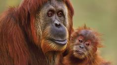 Pražská zoo slaví. Po 41 letech se tam narodí malý orangutan