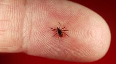 Aktivita klíšťat je extremní! Kromě encefalitidy přenáší i další nemoci