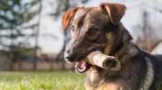 Veterináři varují: Kosti pejskům nedávejte, mohou je i zabít!