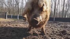 Vzácná prasata čelí africkému moru. Ochránci bojují za jejich přežití