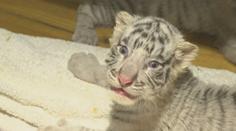 V čínské zoo se narodilo šest bílých tygrů. Jedná se o světový unikát