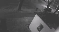 Muži v Ostravě ukradli psa ze zahrady rodinného domu. Hledá je policie