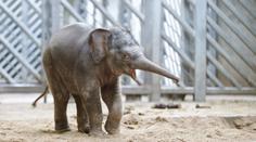 Život malého slůněte v zoo: NOVÉ fotografie