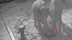 Zoo zveřejnila záběry z porodu sloní holčičky: Spadlo na ni starší slůně!