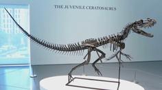 Vědci zjistili, proč měl t-rex malé přední končetiny. Důvod všechny překvapil