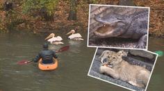 Zoologické zahrady se připravují na zimu, odchyt plameňáků začal