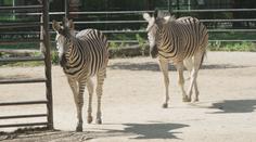 Hodonínská zoo je v létě ideální. Moc toho v areálu nenachodíte