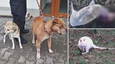 Psi za sebou v Hradci nechali spoušť! Zakousli klokany, pštrosa i daňky