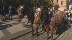 Praha se zbavuje koní jako turistické atrakce. Povozům vypověděla smlouvu z roku 1994