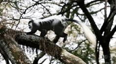 Z jihlavské zoo utekly vzácné opičky, jednu ošetřovatelé honili městem