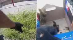 VIDEO: Nevšední záchrana. Policie pomohla kachně s 11 mláďaty, krčily se u kolejí