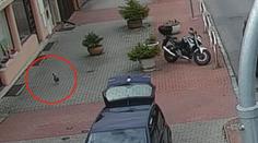 Policisté hledali v Praze vzácného kohouta. Rozuzlení všechny překvapilo