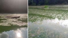 Plasty a zdechliny ryb i ptáků: Otava je šílená, zlobí se Míla. Co na to úřad?
