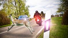 Srážka se zvěří může vyjít na desítky tisíc! PŘEHLED nejhorších míst v ČR