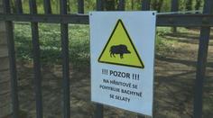 Na pražském hřbitově se usídlila bachyně se selaty. Myslivci jsou na ni krátcí