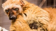 V ostravské zoo se po roce opět rozmnožili vzácní modroocí lemuři