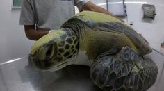 Veterináři v šoku: Žaludek želvy byl plný plastů! Přežila jen zázrakem