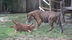 Zoo Praha představila nového tygra. Poprvé se ukázal návštěvníkům