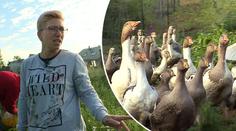 Králíci, husy a buldozer: Jak Mirka zvládne hospodářství ve Výměně?