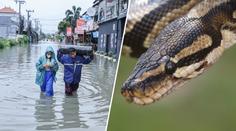 Hrůza v oblíbené turistické destinaci. Ve vodě plavou obří hadi, lidé jsou zděšení