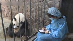 Úžasná zpráva: V Číně se narodila dvě mláďata pandy velké