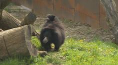 Zoologické zahrady se pyšní novými přírůstky. Ve Zlíně odchovali vzácného medvěda