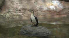 Zoo Praha kvůli ptačí chřipce omezila vstup do voliér. Dva pavilony uzavřela