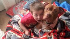Tento pitbull je HRDINA! Zachránil život čtyřletému klukovi, který začal kolabovat