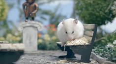 Dívka zabila křečka, aby mohla do letadla. Teď žaluje aerolinky!