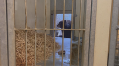 Zoologické zahrady ochromily mrazivé teploty. Ošetřovatelé zazimovali zvířata