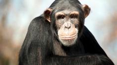 Ostravská zoo řeší domácí násilí. Samec šimpanze týral samici